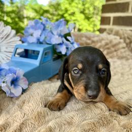 Espresso AKC - Black and tan female Dachshund puppy in Hendersonville, North Carolina from Snarky Doxy Miniature Dachshunds