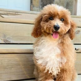 Franky - Cavapoo