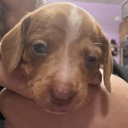Dachshund Puppies from Witchy Woman’s Wiener’s