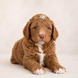 Austin (Fred) - Red  male Goldendoodle puppy in Rocky Point, North Carolina from CelticDoods