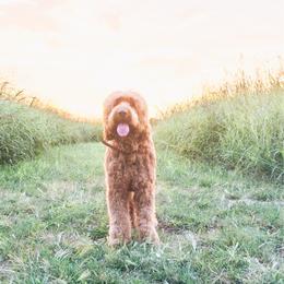 Maui - Goldendoodle
