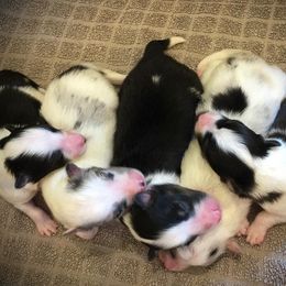 Rottweiler and Toy Shetland Sheepdog Puppies from Mountain High Kennels
