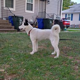 Rolly - Companion Cross