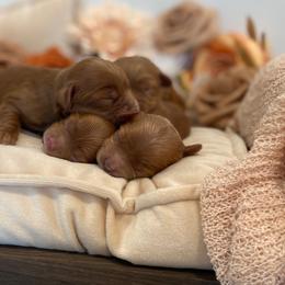 Bernedoodle, Cavapoo, Havanese, and Havapoo Puppies from Lady Paws Puppies - Cassie