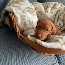 Vizsla Puppies from Foxfire Vizslas