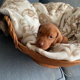 Vizsla Puppies from Foxfire Vizslas