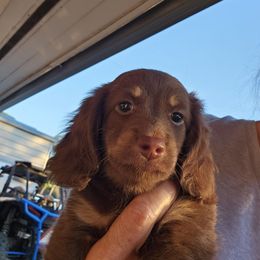 Sam - Chocolate and tan male Dachshund puppy in Sarasota County, Florida from Donna's Mini Joys