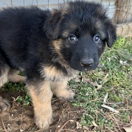 Mr. Royal Blue - Black and red male German Shepherd puppy in Purcellville, Virginia from Starry Night German Shepherd Dogs