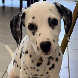 Jasmin ACA LUA - White and black female Dalmatian puppy in Queen Creek, Arizona from Lala's Polka Dots