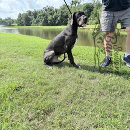 Tucker - Black male Great Dane puppy in Prairieville, Louisiana from Southern Barron Danes & Dachshunds