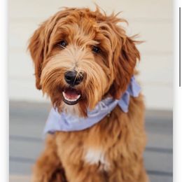 Betty - Goldendoodle