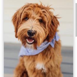 Betty - Goldendoodle