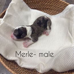 Merle - Blue merle male Aussiedoodle puppy in Florence, Alabama from Cypress Forrest Doodles