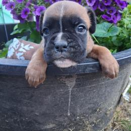 Boy 3 - Fawn male Boxer puppy in Pikeville, Kentucky from Boxers of Whispered Wishes
