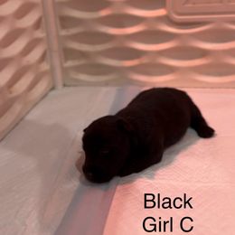 Black Girl C - Black female Scottish Terrier puppy in Wellston, Ohio from White Apple Kennel