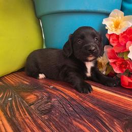 Ronnie - Black male Dachshund puppy in Florence, Arizona from Doxie Town Az