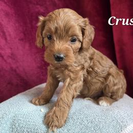 Aussiedoodle, Bernedoodle, Bernese Mountain Dog, Cavapoo, Poodle, and Sheepadoodle Puppies from Draper Mountain Doodles