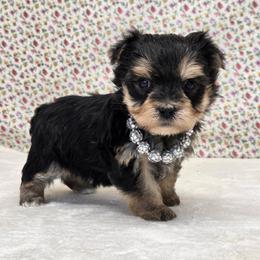 Lili SMALL - Black & tan tri-color female Morkie puppy in Monticello, Iowa from Ashley’s Puppies