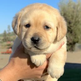Mint collar - Yellow female Labrador Retriever puppy in Ellensburg, Washington from Lost Spring Retrievers