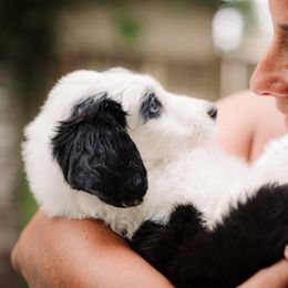 Sheepadoodle Puppies from Life Unleashed Farm