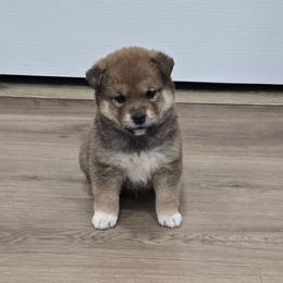 Tanto - Red male Shiba Inu puppy in Marianna, Florida from Diwasou