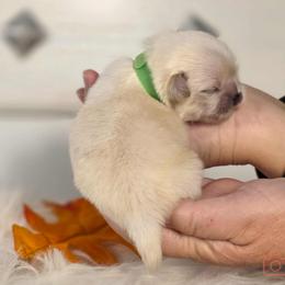 French Bulldog and Pekingese Puppies from SFLK