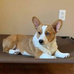 Pembroke Welsh Corgi All Grown Up from Abc Cattle Co corgis