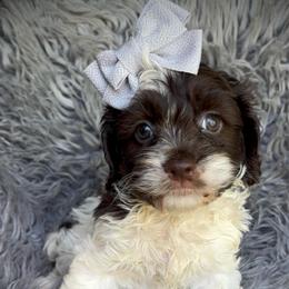 Penny - Brown and white female Cockapoo puppy in Tampa, Florida from Designer Puppy Boutique
