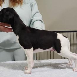 Simon - White and black male Whippet puppy in Ruckersville, Virginia from Lishima Whippets