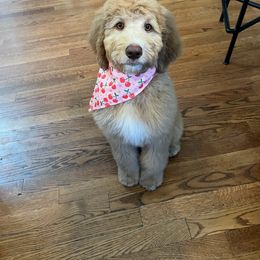 Goldendoodle All Grown Up from Twilight Doodles