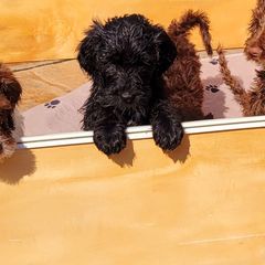 Double Doodle Puppies from Delightfully Double Doodles