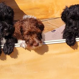 Double Doodle Puppies from Delightfully Double Doodles