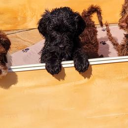 Double Doodle Puppies from Delightfully Double Doodles