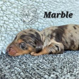 Marble - Merle male Goldendoodle puppy in Chattanooga, Tennessee from Hilltop Cuddle Pups