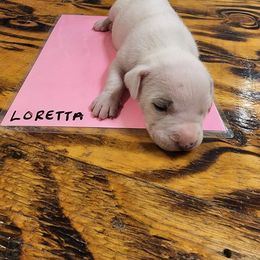 Loretta - American Bulldog puppy in Yellville, Arkansas from Offerman Family Bulldogs