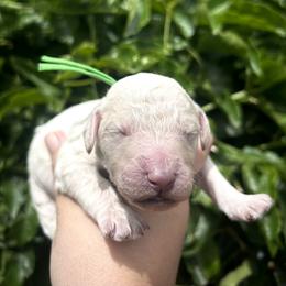 Puffball - Cream male Poodle puppy in Arroyo Grande, California from Ever So Clever Poodles