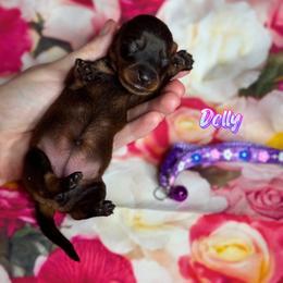 Dachshund Puppies from Royal Bloodline Canines