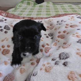 Girl1 - Black and white female Havanese puppy in Batesville, Arkansas from Hillbilly Havanese