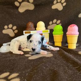 Chocolate Chip- Black- HUA - White and black male Dalmatian puppy in Claremore, Oklahoma from Lotsofdots Dalmatians