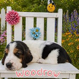 Woodrow - Black white and brown male Basset Hound puppy in Denison, Texas from Emma Lou's Baby Bassets