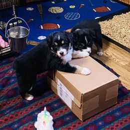 Australian Shepherd and Miniature American Shepherd Puppies from Whispering Valley Miniature American Shepherds and Australian Shepherds