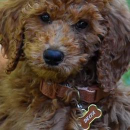 Poodles from DelMor Poodles