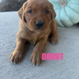 Donut - Dark golden female Golden Retriever puppy in Rexburg, Idaho from Teton View Golden Retrievers