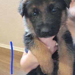 German Shepherd Puppies from Lux Shepherds