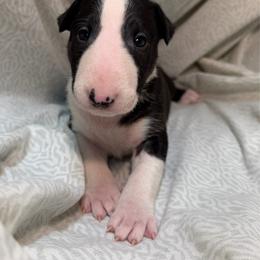 Cholula - Black brindle and white female Bull Terrier puppy in Colville, Washington from Mark My Words Bull Terriers