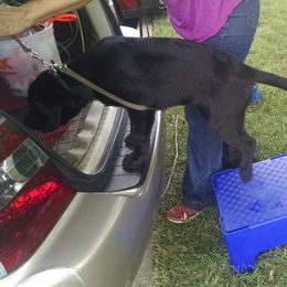 Labrador Retriever Puppies from Roxanne Lee