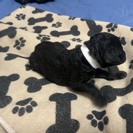 White boy - Silver male Poodle puppy in East Wenatchee, Washington from Stylish Standards