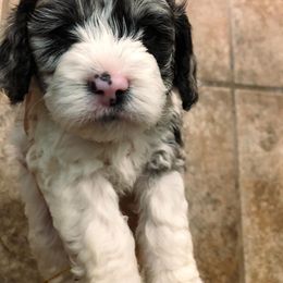 Cockapoo Puppies from Oodles of Doodles and Love