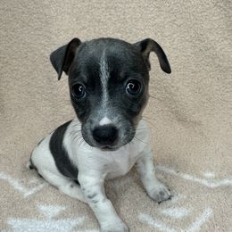 Poppy - White and blue female Teddy Roosevelt Terrier puppy in Little Elm, Texas from Stone's Teddy Roosevelt Terrier's & French Bulldogs