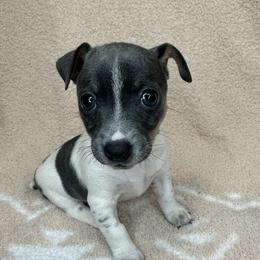Poppy - White and blue female Teddy Roosevelt Terrier puppy in Little Elm, Texas from Stone's Teddy Roosevelt Terrier's & French Bulldogs